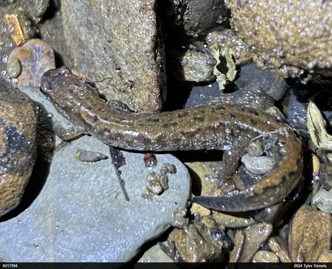 Northern Dusky Salamander