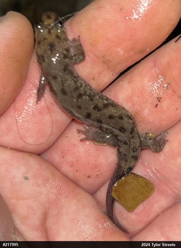Seal Salamander