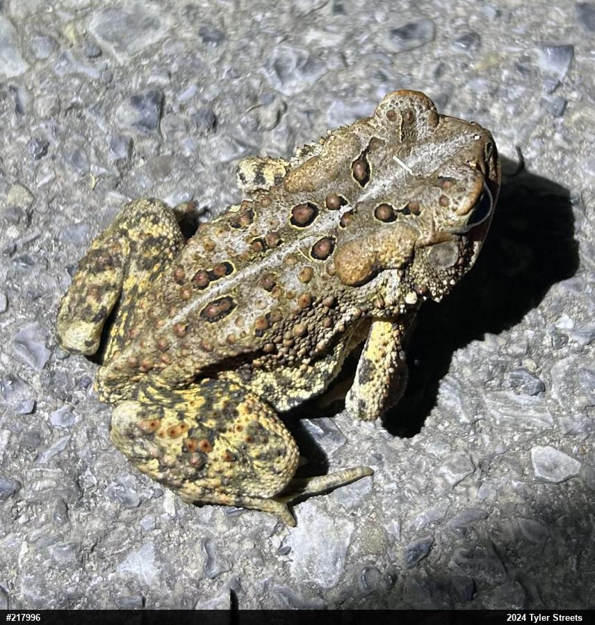 Eastern American Toad