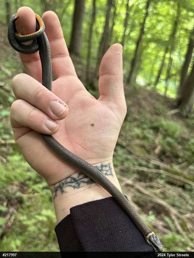 Northern Ring-necked Snake