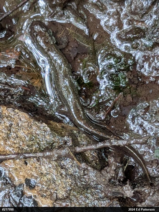 Northern Dusky Salamander