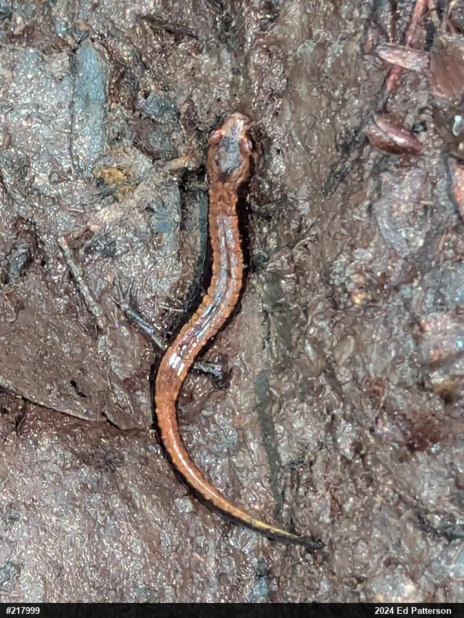 Allegheny Mountain Dusky Salamander
