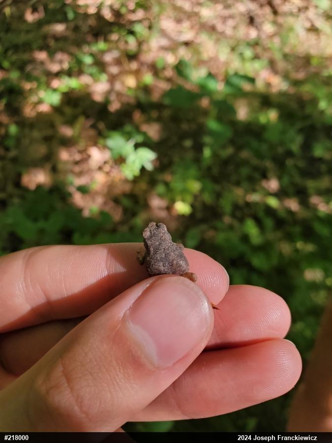Eastern American Toad