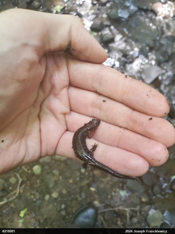 Northern Dusky Salamander