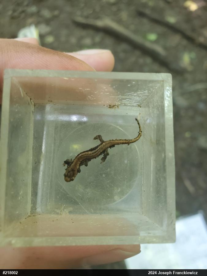 Allegheny Mountain Dusky Salamander