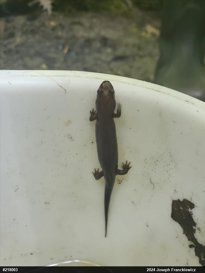 Northern Dusky Salamander