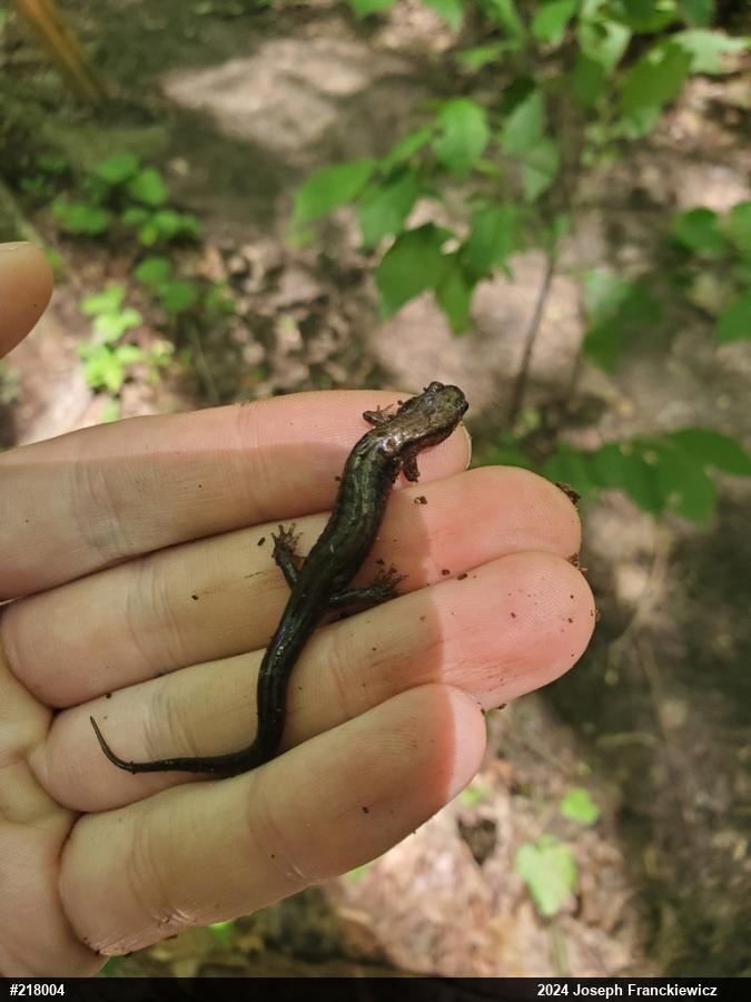 Allegheny Mountain Dusky Salamander