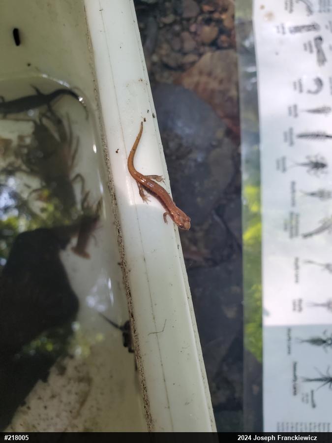 Allegheny Mountain Dusky Salamander
