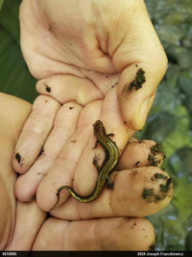 Allegheny Mountain Dusky Salamander