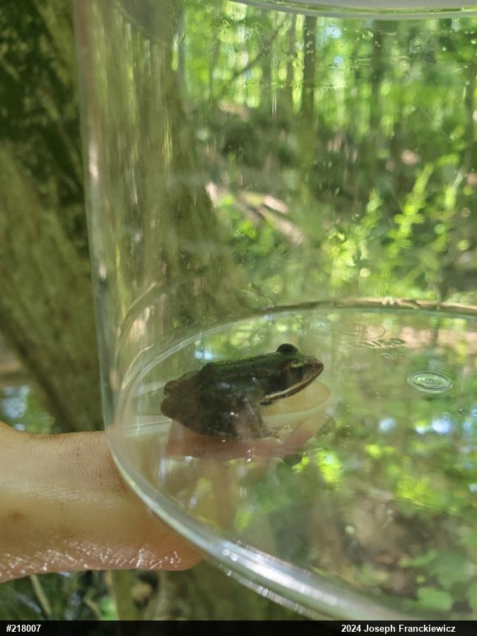 Wood Frog