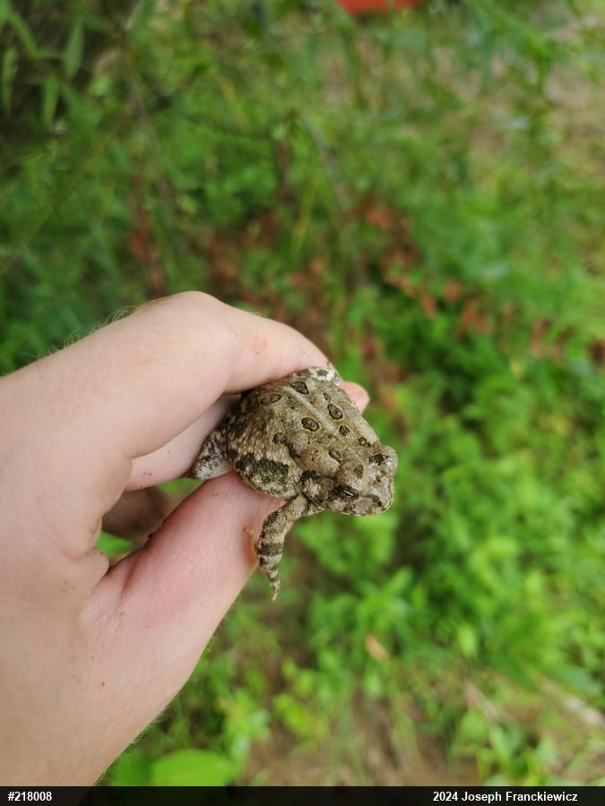 Eastern American Toad