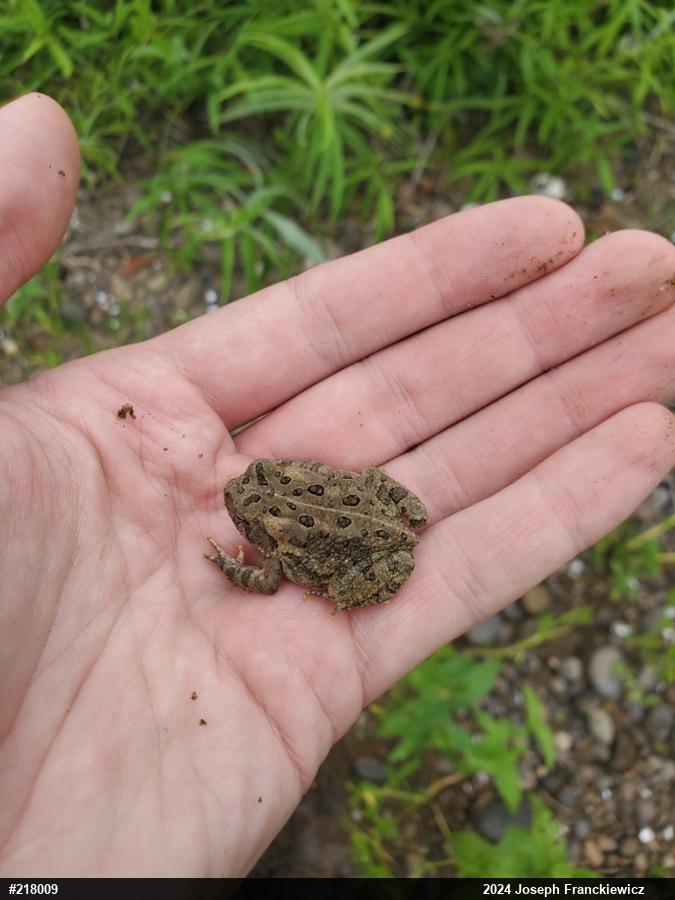 Eastern American Toad