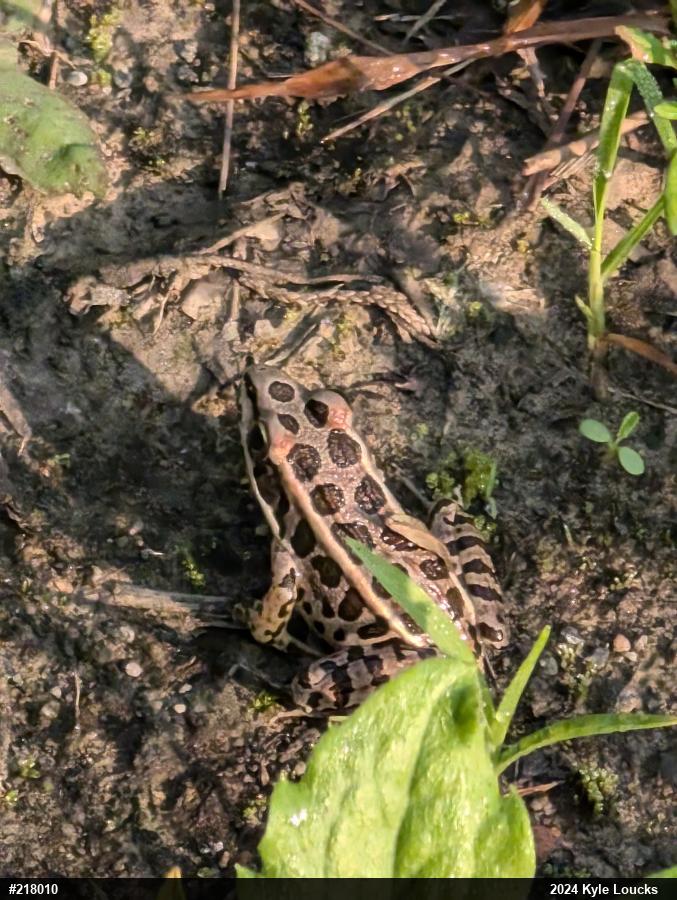 Pickerel Frog