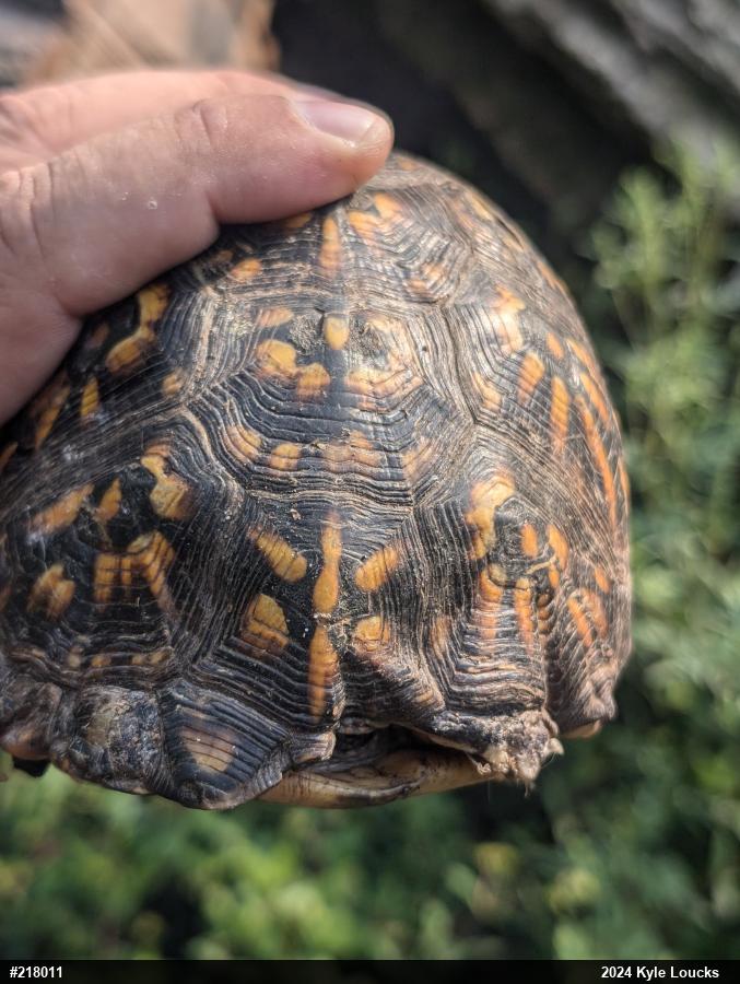 Eastern Box Turtle