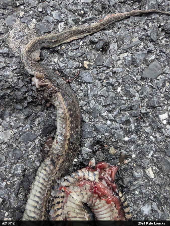 Eastern Gartersnake
