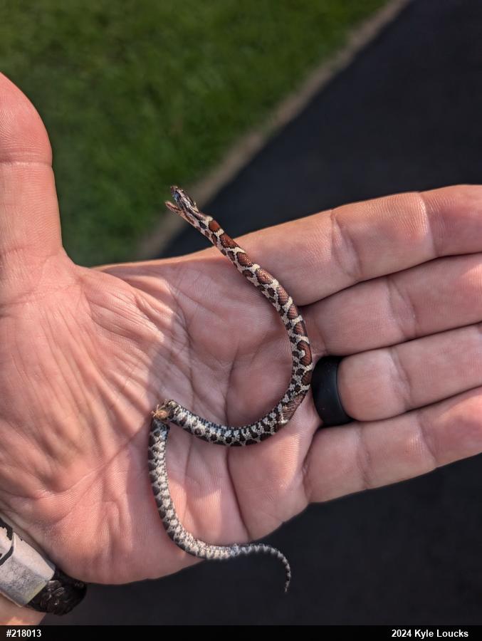 Eastern Milksnake