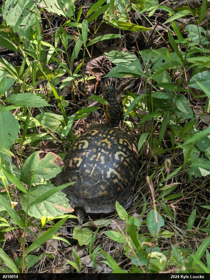 Eastern Box Turtle
