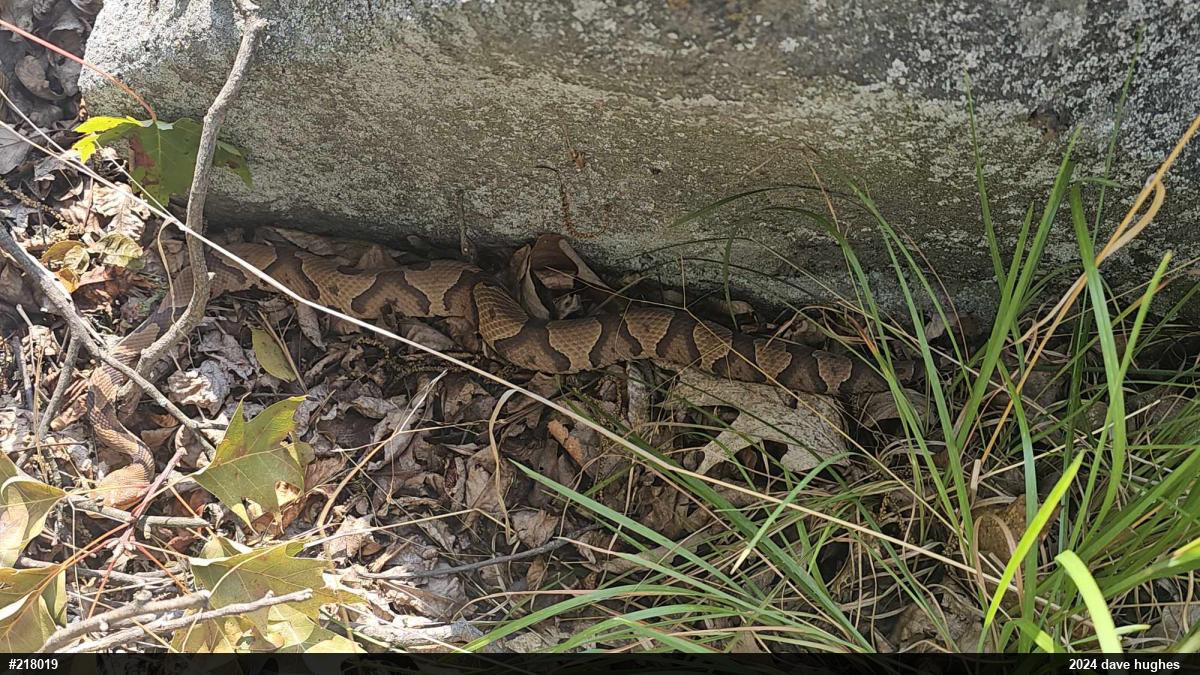 Northern Copperhead