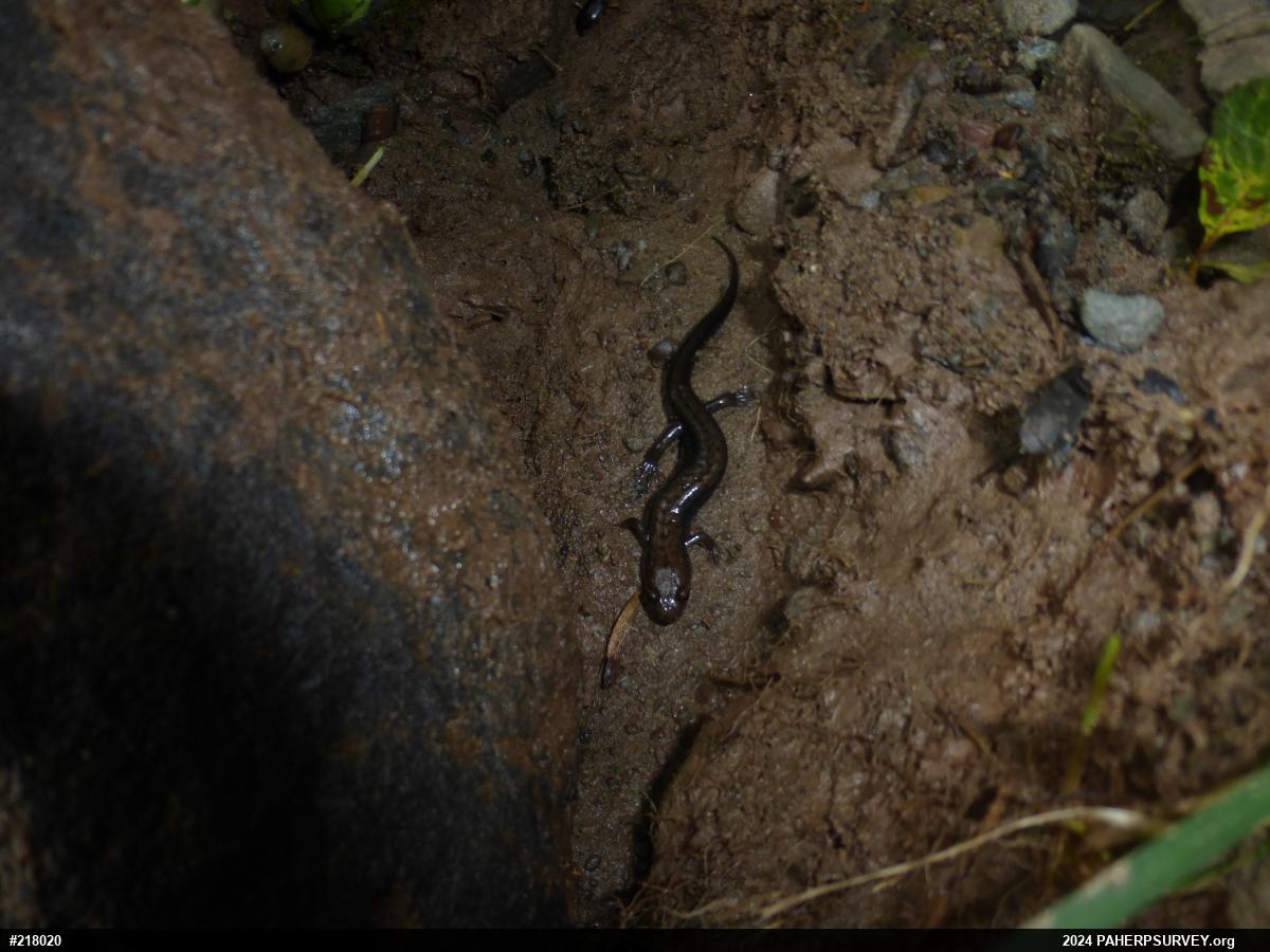 Allegheny Mountain Dusky Salamander