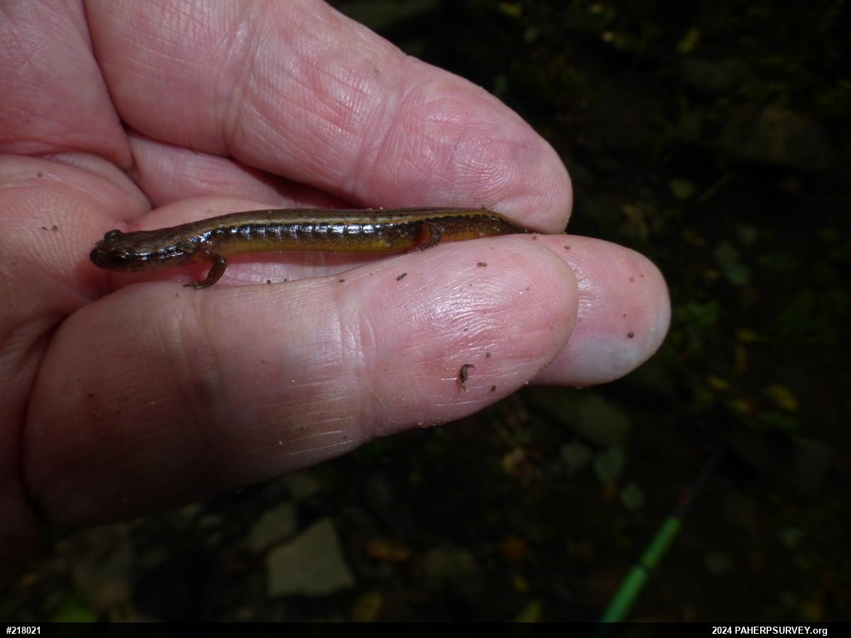 Northern Two-lined Salamander