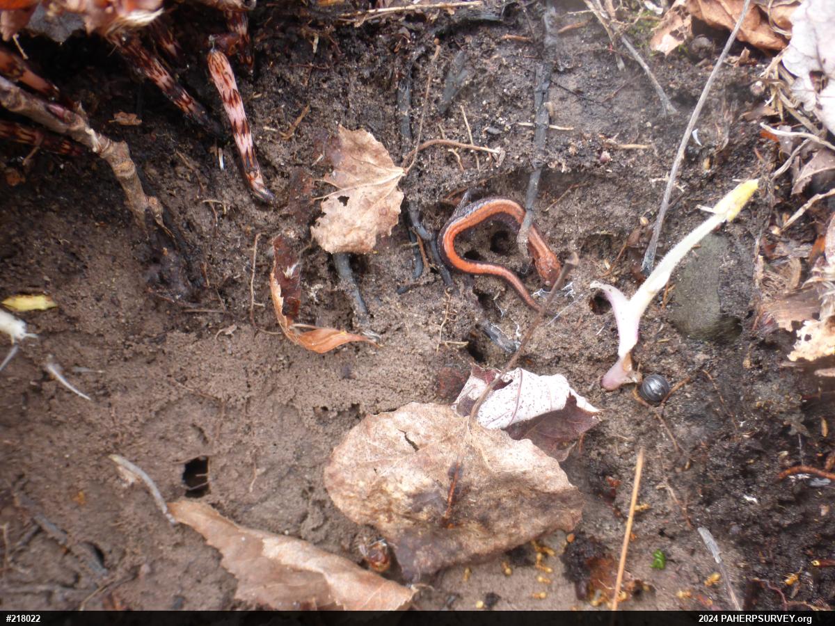 Eastern Red-backed  Salamander