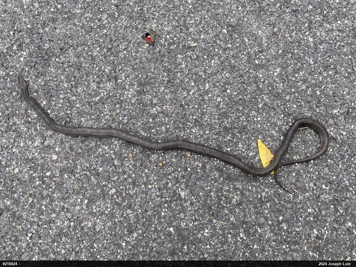 Eastern Ratsnake