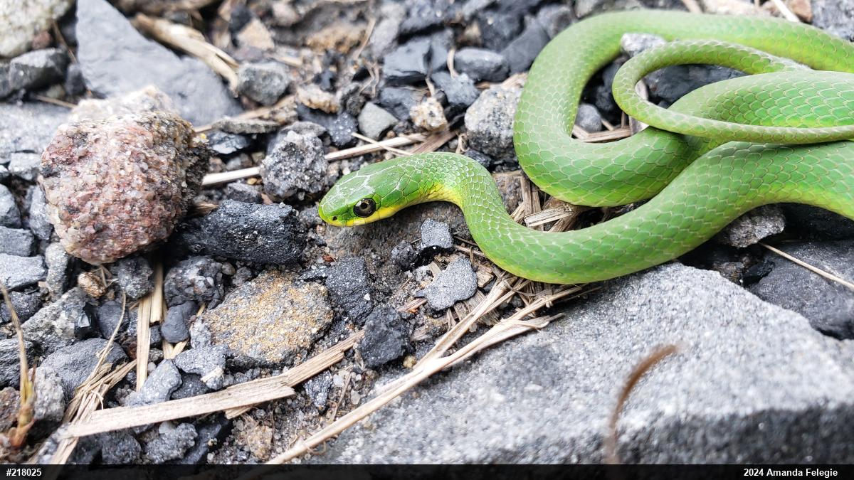 Smooth Greensnake
