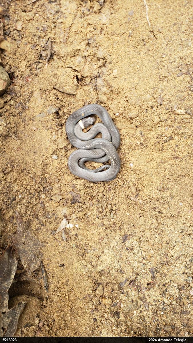 Northern Ring-necked Snake