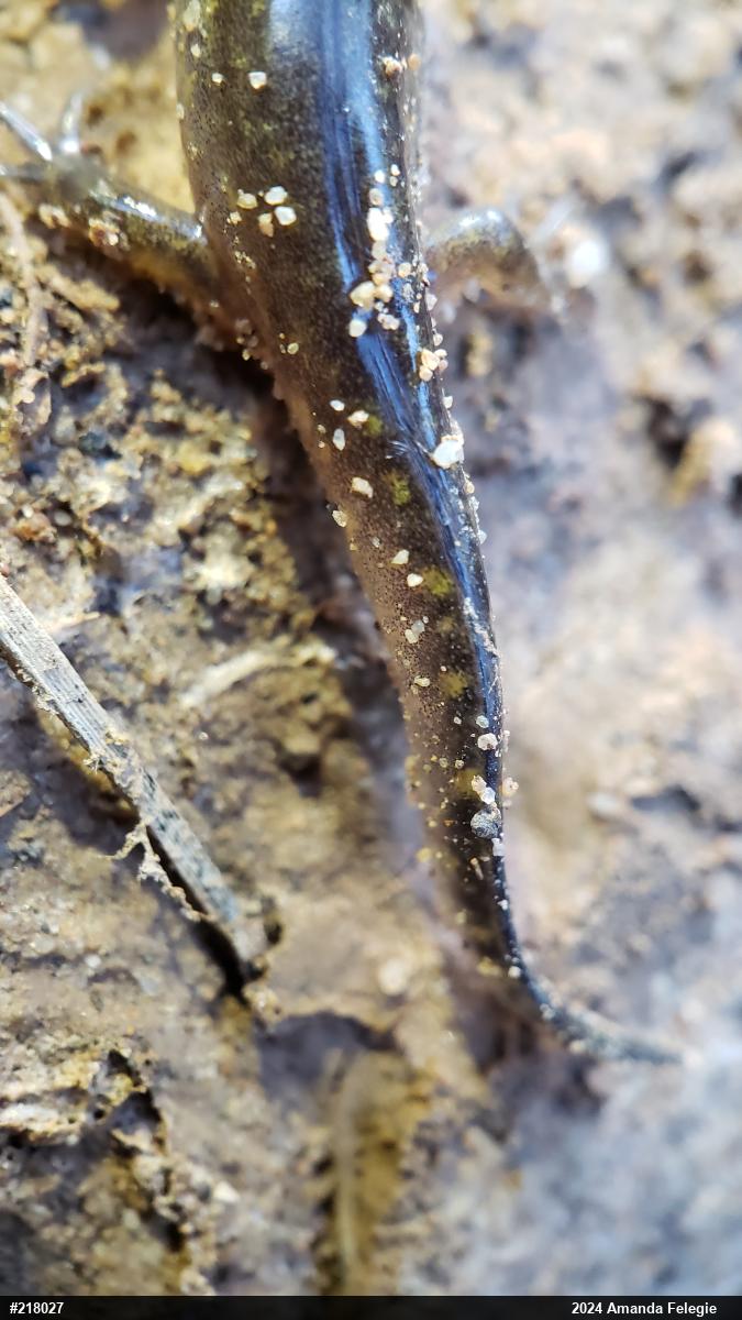 Spotted Salamander