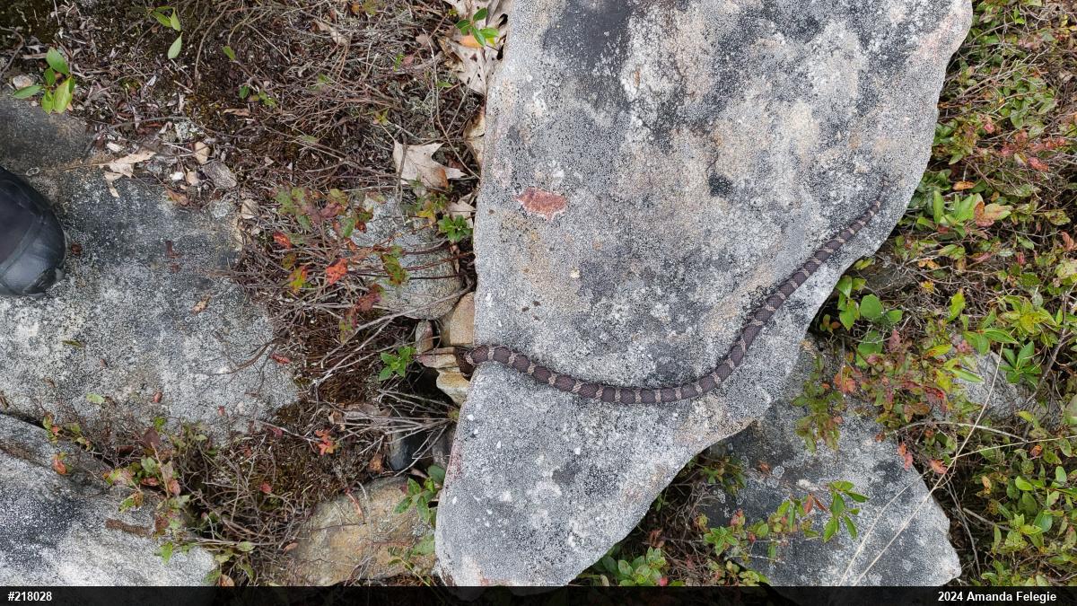 Eastern Milksnake