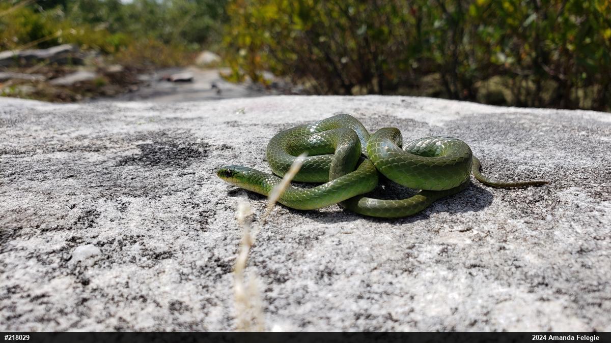 Smooth Greensnake