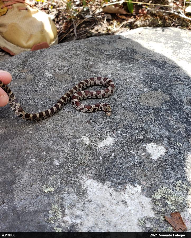 Eastern Milksnake