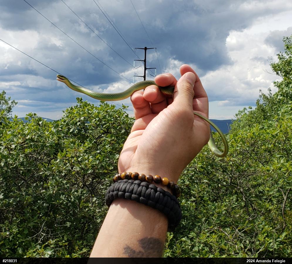 Smooth Greensnake