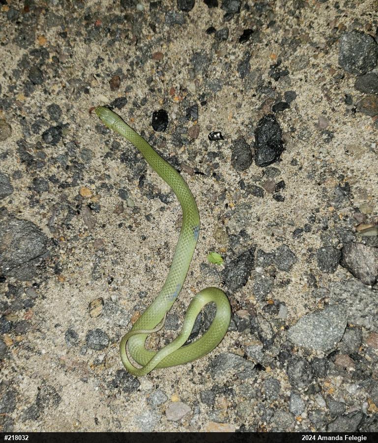 Smooth Greensnake