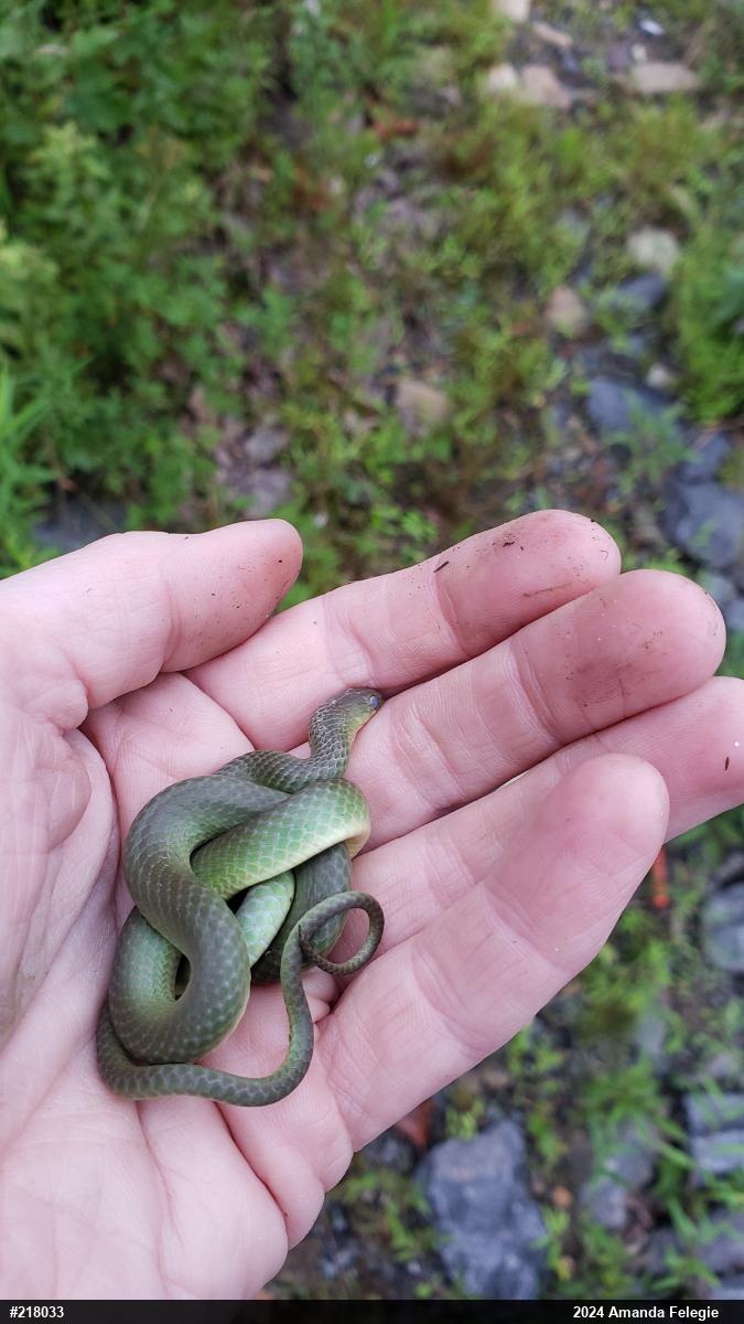 Smooth Greensnake