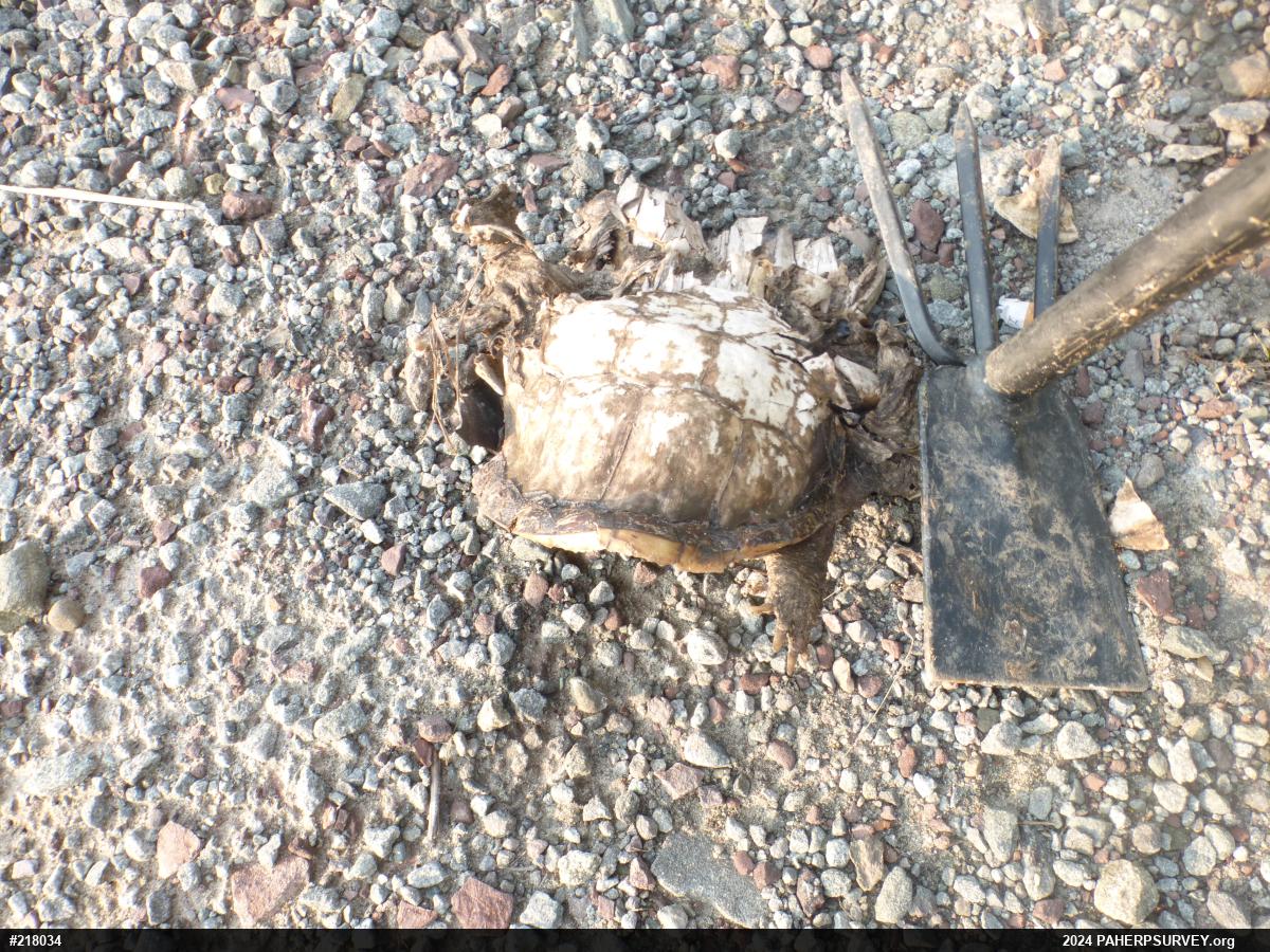 Eastern Box Turtle
