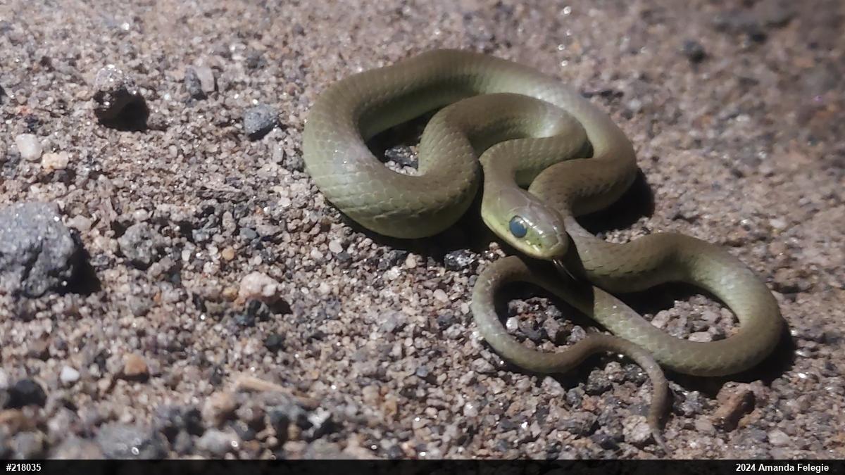 Smooth Greensnake