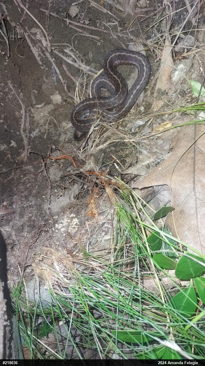 Eastern Gartersnake