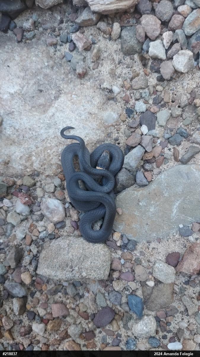Northern Ring-necked Snake