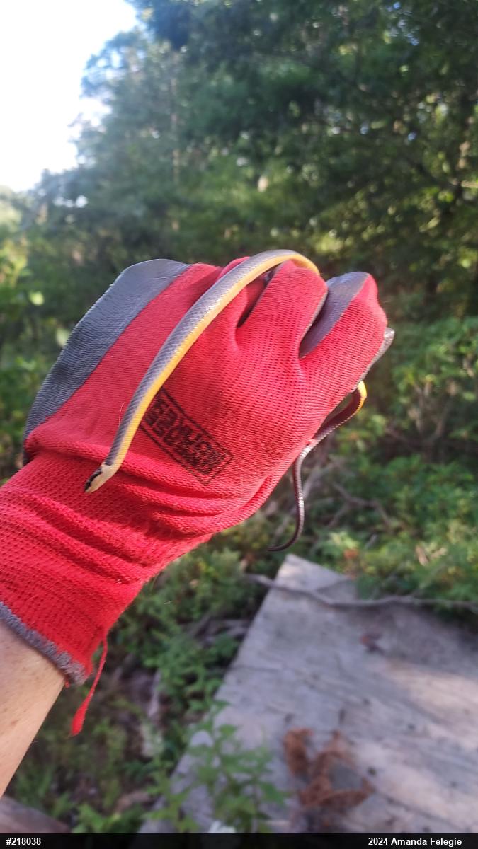 Northern Ring-necked Snake