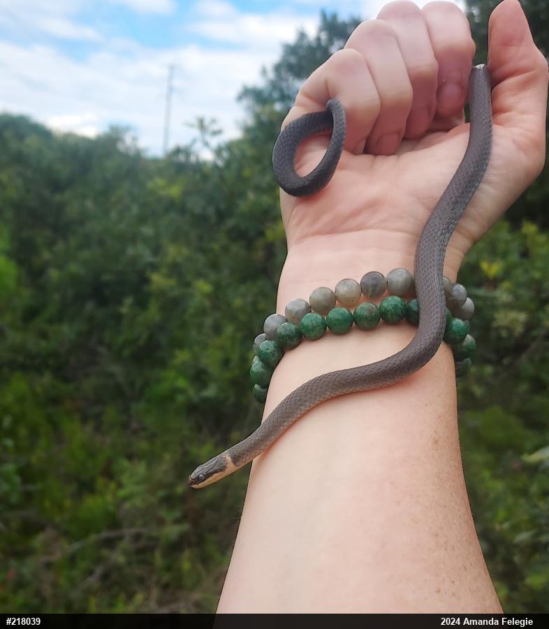 Northern Ring-necked Snake