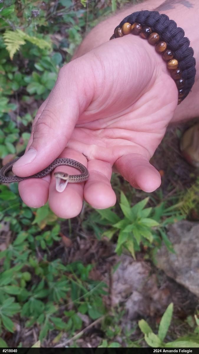 Eastern Gartersnake