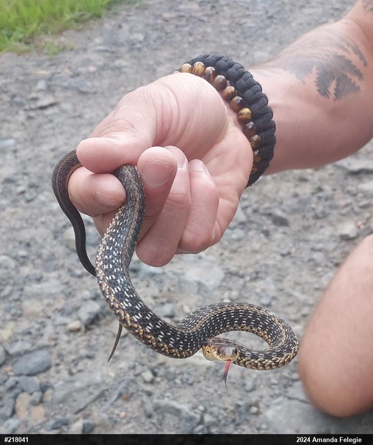 Eastern Gartersnake
