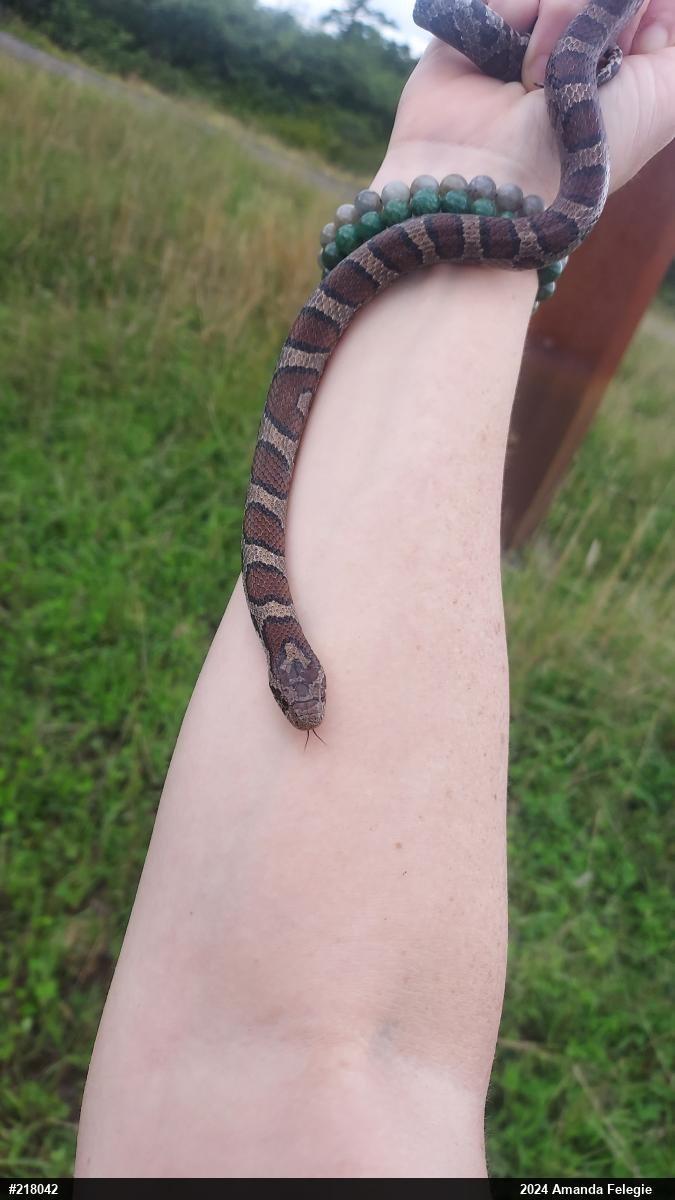 Eastern Milksnake