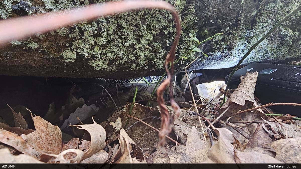 Timber Rattlesnake