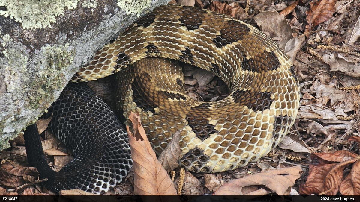Timber Rattlesnake