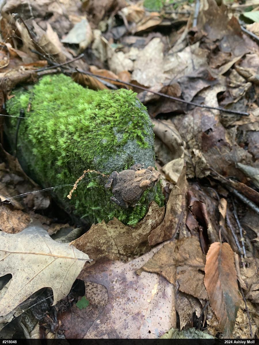 Eastern American Toad