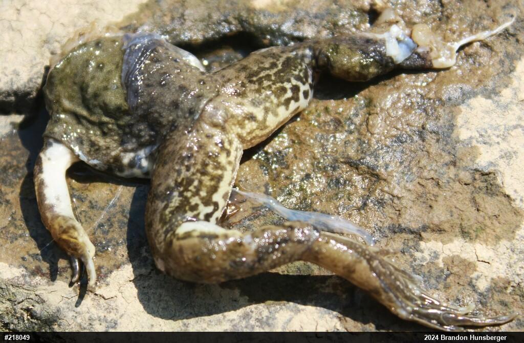 American Bullfrog