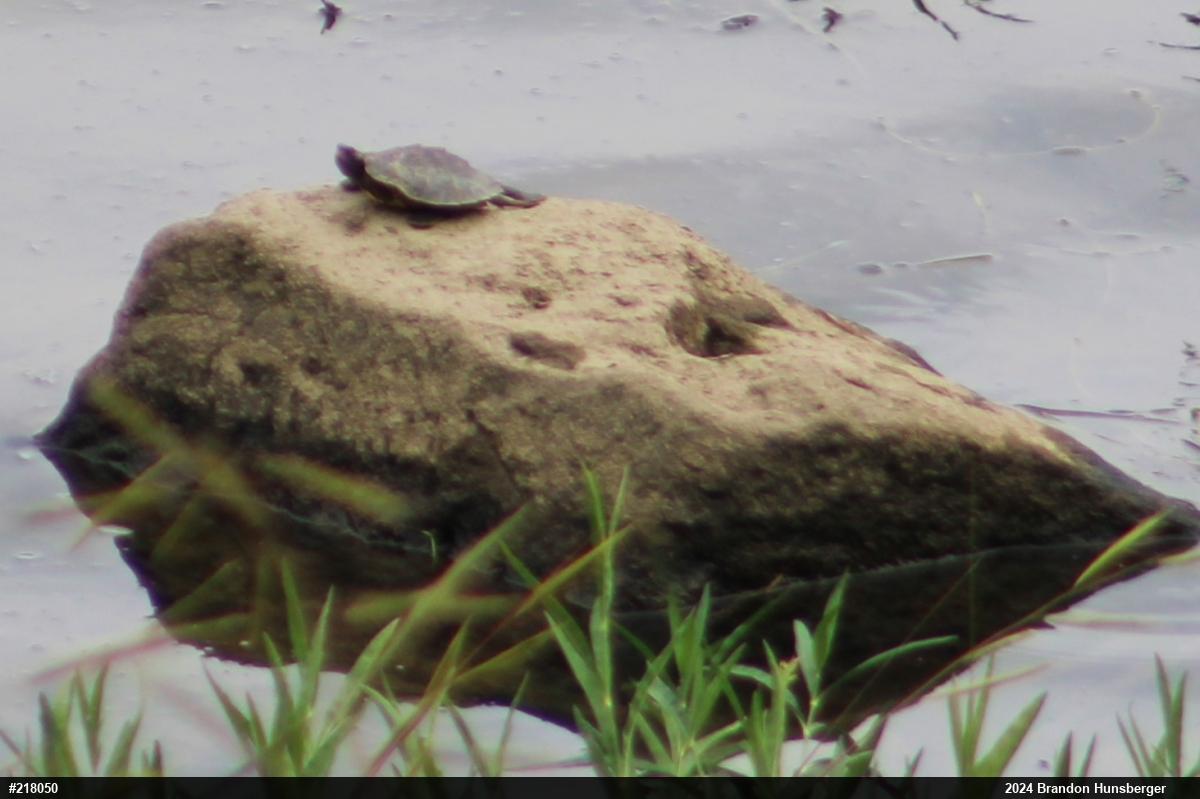 Northern Map Turtle