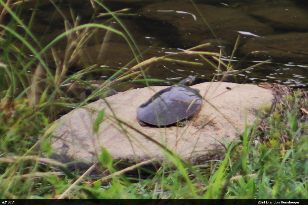 Eastern Spiny Softshell